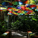 Umbrellas in the garden