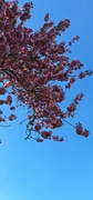 13th Apr 2024 - A burst of cherry blossoms at Les Gove Park