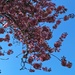 A burst of cherry blossoms at Les Gove Park by 912greens