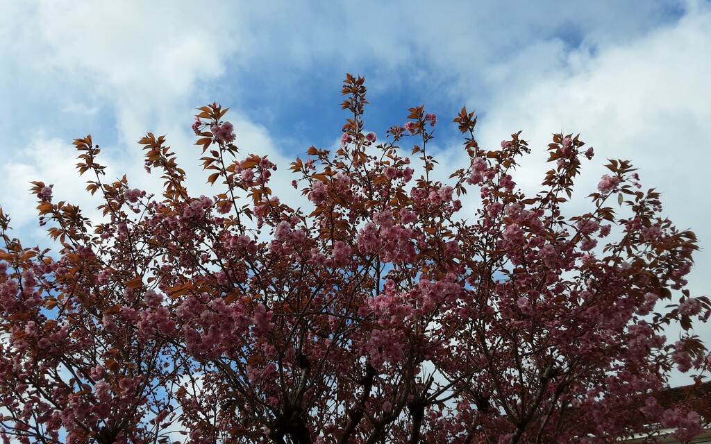 Blue sky, gusty winds and pink blossoms.  by grace55