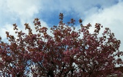 16th Apr 2024 - Blue sky, gusty winds and pink blossoms. 
