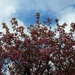 Blue sky, gusty winds and pink blossoms. 