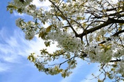 14th Apr 2024 - Cherry Blossom