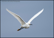 14th Apr 2024 - Snowy egret on the move
