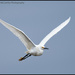 Snowy egret on the move by mccarth1