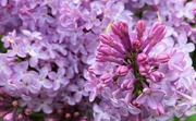 15th Apr 2024 - Gorgeous Lilac