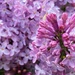 Gorgeous Lilac