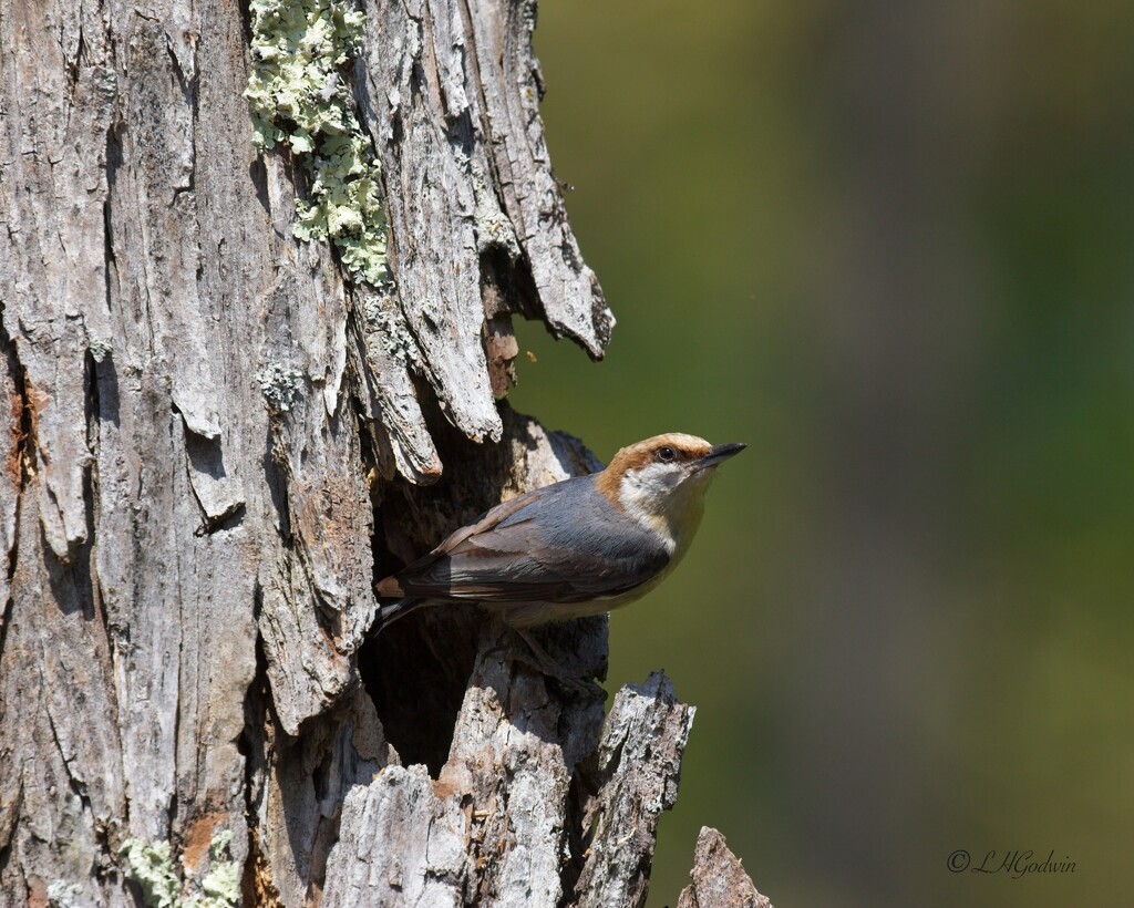 LHG_9418 Brown- headed Nuthatch by rontu