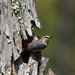LHG_9418 Brown- headed Nuthatch by rontu