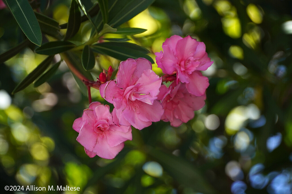 Oleander by falcon11