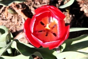 5th Apr 2024 - Tulip Time