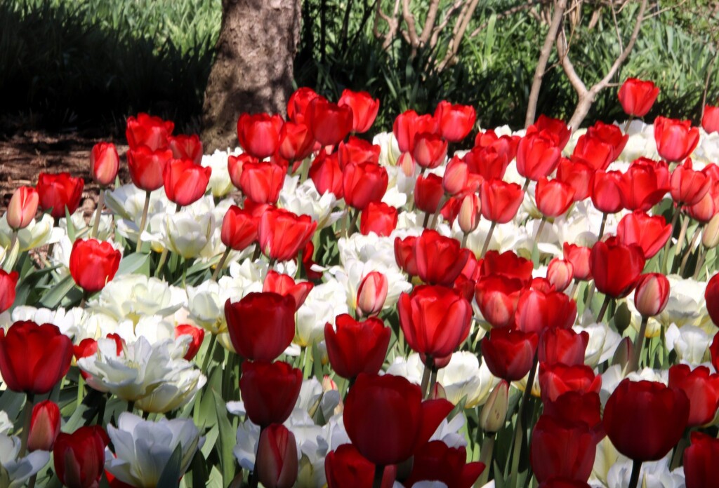 Red And White Tulips by randy23