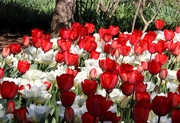 9th Apr 2024 - Red And White Tulips