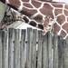 Baby Giraffe  by randy23