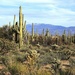 sonoran by blueberry1222