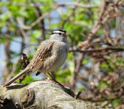 15th Apr 2024 - White-Crowned Sparrow