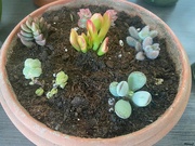 15th Apr 2024 - Tiny little succulents