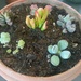 Tiny little succulents