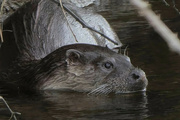 12th Apr 2024 - Otter
