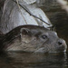 Otter by cherylrose