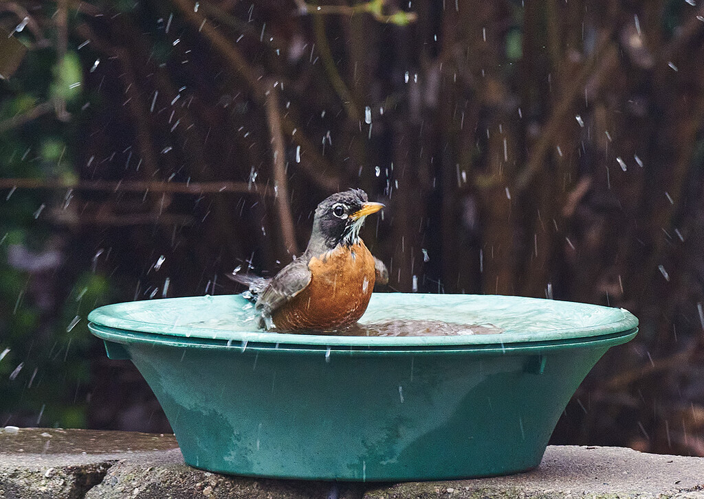 Making a Splash by gardencat