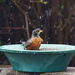 Making a Splash by gardencat