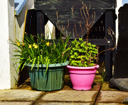 28th Mar 2024 - flowerpots