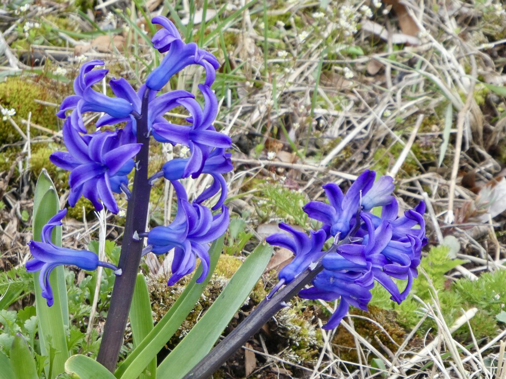 Hyacinth  by mtb24