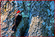 15th Apr 2024 - Male Pileated Woodpecker