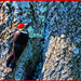 Male Pileated Woodpecker by hjbenson