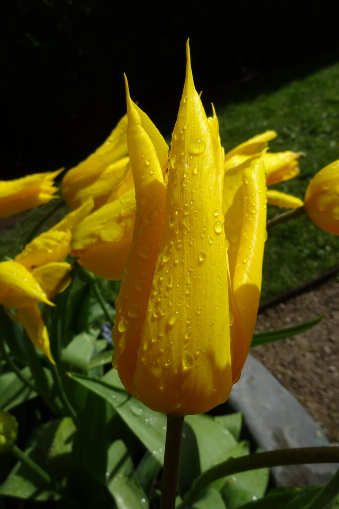 tulip by anniesue