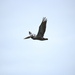 Bird in flight.  by kmccoy