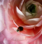 15th Apr 2024 - Studio ladybug
