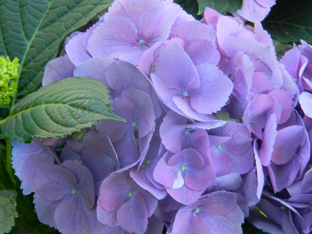 Purple Hydrangea Flowers in Neighbor's Yard  by sfeldphotos
