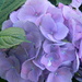 Purple Hydrangea Flowers in Neighbor's Yard  by sfeldphotos