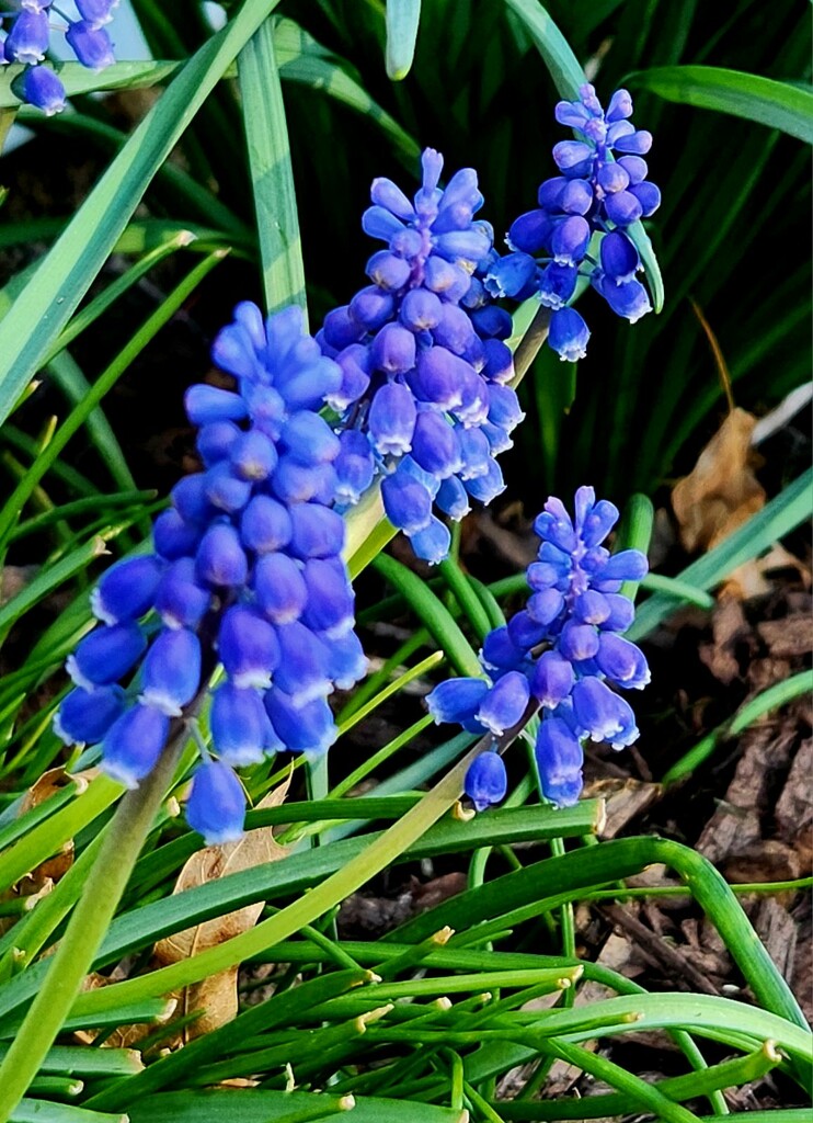 Little Grape Hyacinths  by jo38
