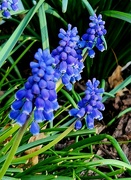 15th Apr 2024 - Little Grape Hyacinths 