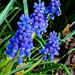 Little Grape Hyacinths 