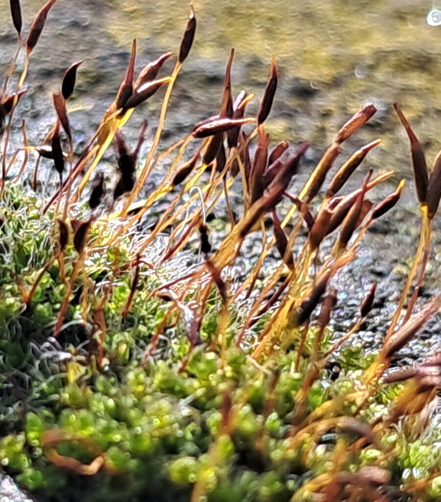 Day 106/366.  Ceratodon moss.  by fairynormal