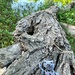 Sitting on a log - Felix #15 by slaabs