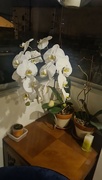 16th Apr 2024 - DAY 1 Orchid