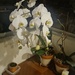 DAY 1 Orchid by giuli