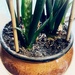 sansevieria in a pot by amyk