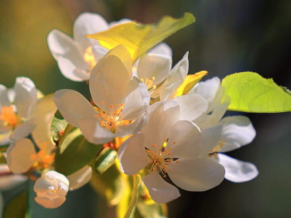Blossom in the Sunlight by lynnz
