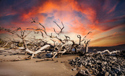 15th Apr 2024 - Driftwood Beach Sunrise