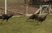 15th Apr 2024 - Turkeys in my yard