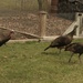 Turkeys in my yard by mltrotter