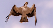 14th Apr 2024 - Osprey Just Floating Up in the Air!