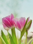 15th Apr 2024 - Portrait of Tulips