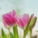 Portrait of Tulips by jnewbio